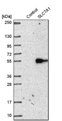 CAT1 Antibody, Novus Biologicals 0.1mL; Unlabeled:Antibodies